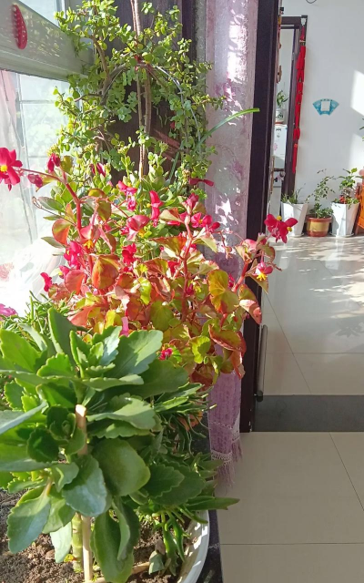 栀子花怎么养，掌握浇水技巧，避免黄叶掉苞