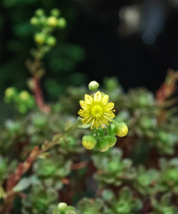栀子花怎么养，掌握浇水技巧，避免黄叶掉苞