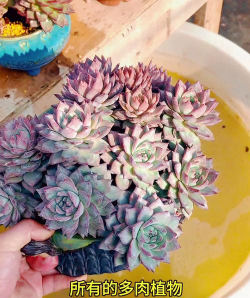 栀子花怎么养，掌握浇水技巧，避免黄叶掉苞