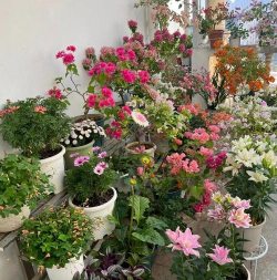 栀子花怎么养，掌握浇水技巧，避免黄叶掉苞