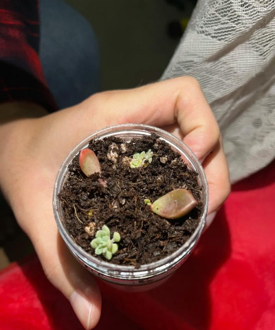 栀子花怎么养，掌握浇水技巧，避免黄叶掉苞