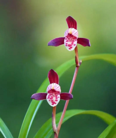 栀子花怎么养，掌握浇水技巧，避免黄叶掉苞