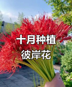 栀子花怎么养，掌握浇水技巧，避免黄叶掉苞