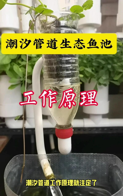 栀子花怎么养，掌握浇水技巧，避免黄叶掉苞