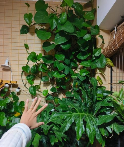 无土栽培技术，突破土壤限制，开启高效种植新篇章