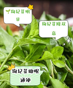 无土栽培技术，突破土壤限制，开启高效种植新篇章