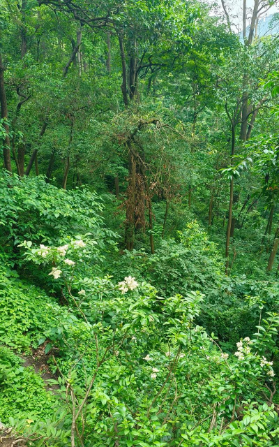 贵阳有什么植物