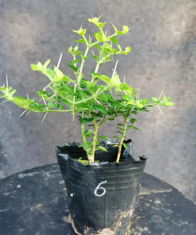 虎刺盆景怎么养