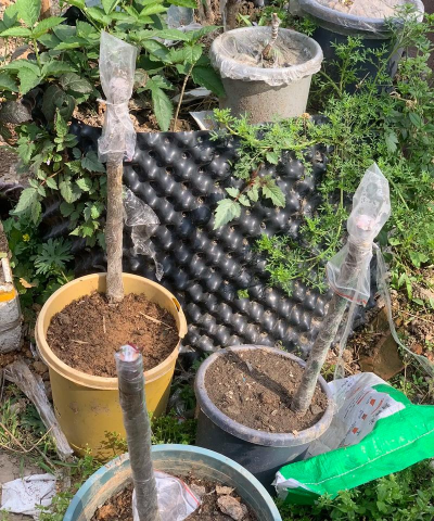 家庭养花用生根粉