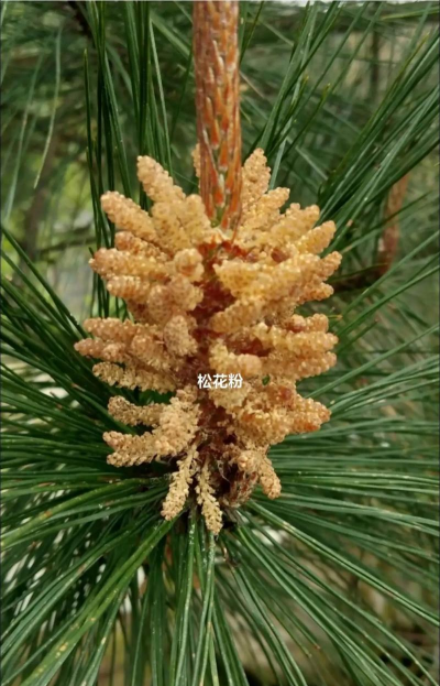 松肉粉养花