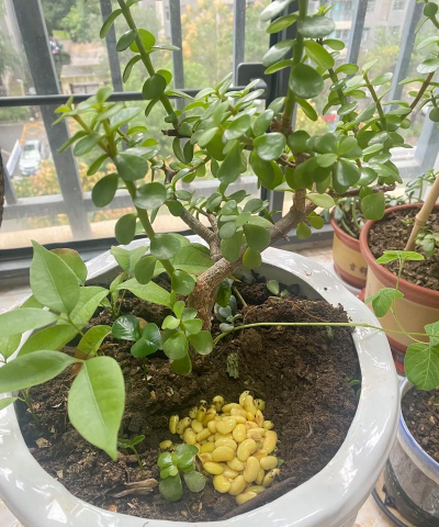 家庭养花用生根粉