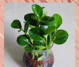 豆瓣花多久浇一次水