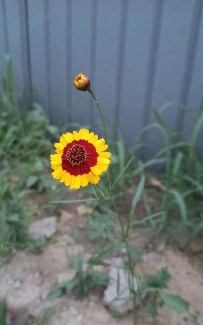 两色金鸡菊是什么花