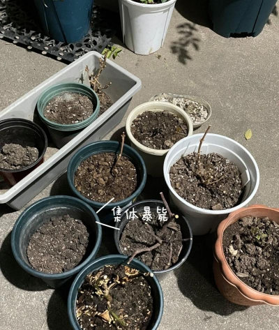 家庭养花用生根粉