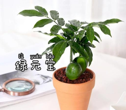 绿元宝会长成什么样