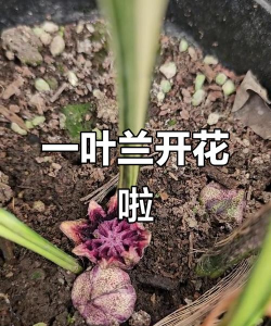 一叶兰多久能开花