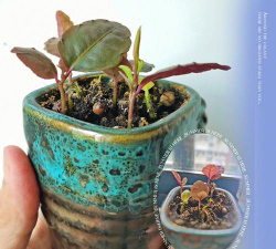 家庭养花用生根粉