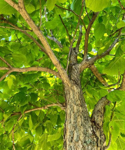 宿迁市树和市花是什么