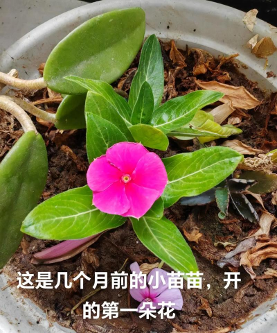 四季梅播种后多久出苗