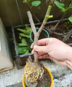 无花果移盆生根粉泡多久