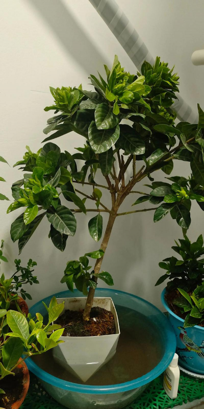 家庭养花用生根粉