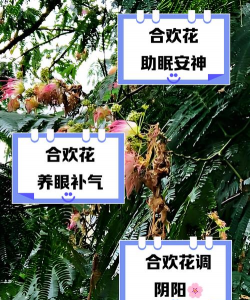 和树花有什么用处