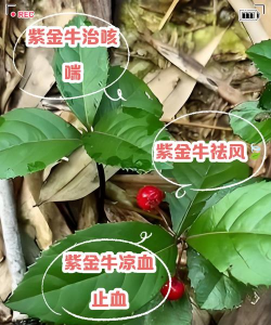 紫金牛多久浇一次水