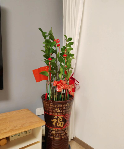 家庭养花用生根粉