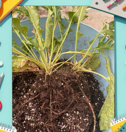 家庭养花用生根粉