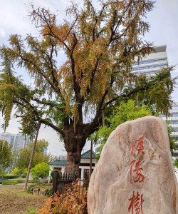 汉中市风景树有什么