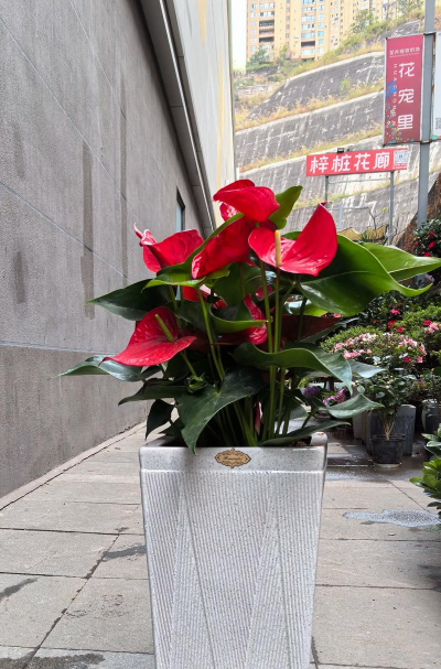 家庭养花用生根粉