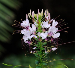 知珠花多久浇一次水
