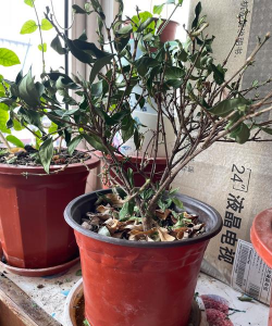 家庭养花用生根粉