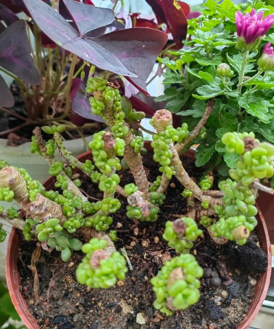 家庭养花用生根粉