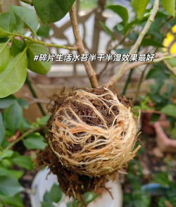 家庭养花用生根粉