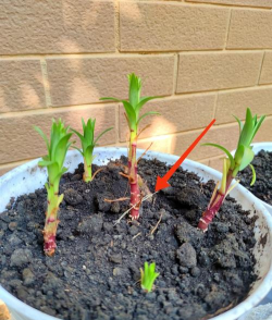 家庭养花用生根粉