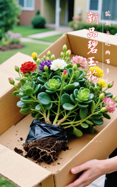 家庭养花用生根粉