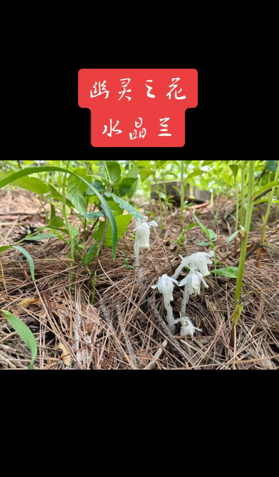 水晶兰应多久浇一次水