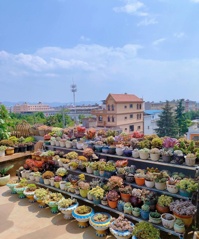 家庭养花用生根粉