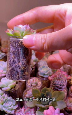 家庭养花用生根粉