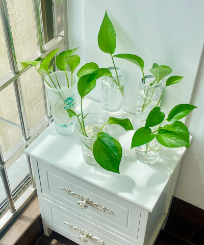 家庭养花用生根粉