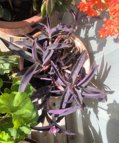 家庭养花用生根粉