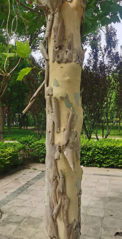 树干爆皮是什么原因