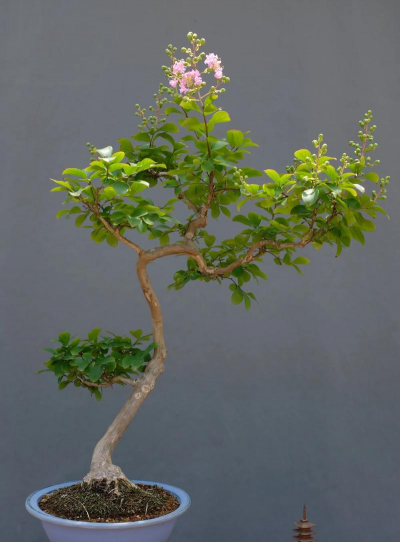 盆栽三红紫薇的几个误区