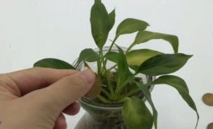 家庭养花用生根粉