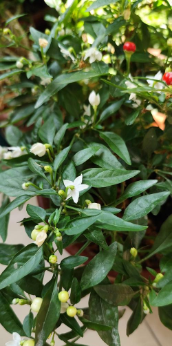 五彩椒开花到成熟要多久