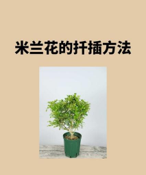 家庭养花用生根粉