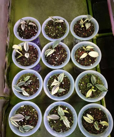 家庭养花用生根粉