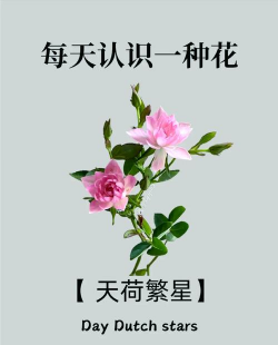 养花知识天河繁星