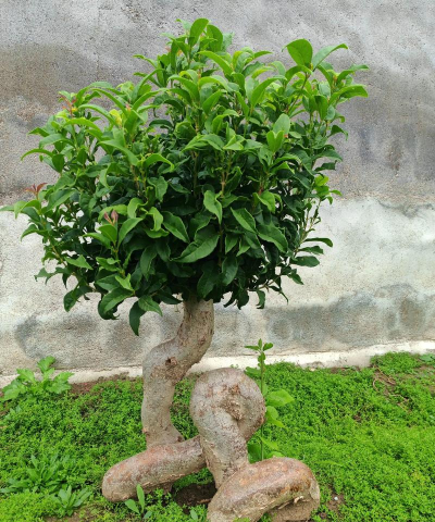 黑龙江用什么嫁接桂花